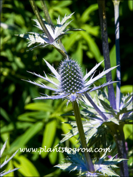 Striking blue central cone and bracts.